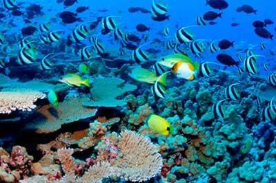 Classic Ceylon Tours Hikkaduwa Corals|  achinilankatravels.com