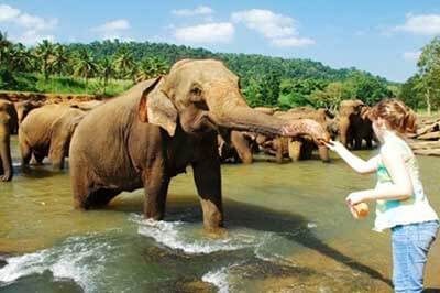 Elephant Orphanage Pinnawala |achinilankatravels.com