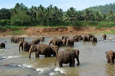 Kandy Day Excursions Sri Lanka in Pinnawala| achinilankatravels.com