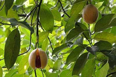 Matale Spice Garden | achinilankatravels.com