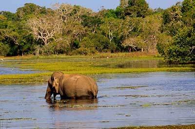 Achini Lanka Travels Wilpattu National Park | achinilankatravels.com