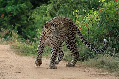 Achini Lanka Travels Yala National park | achinilankatravels.com