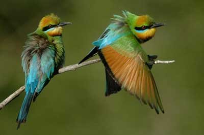 Polonnaruwa Wild Life | achinilankatravels.com