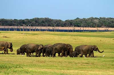 Mineriya National Park | achinilankatravels.com